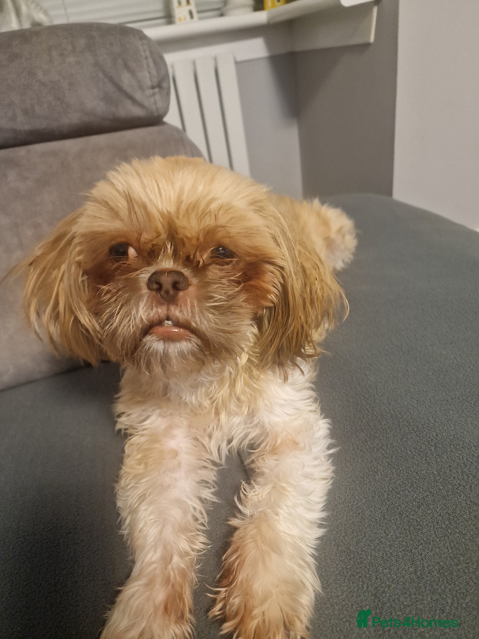 Shih Tzu dogs Shih tzu puppys  - Advert 2