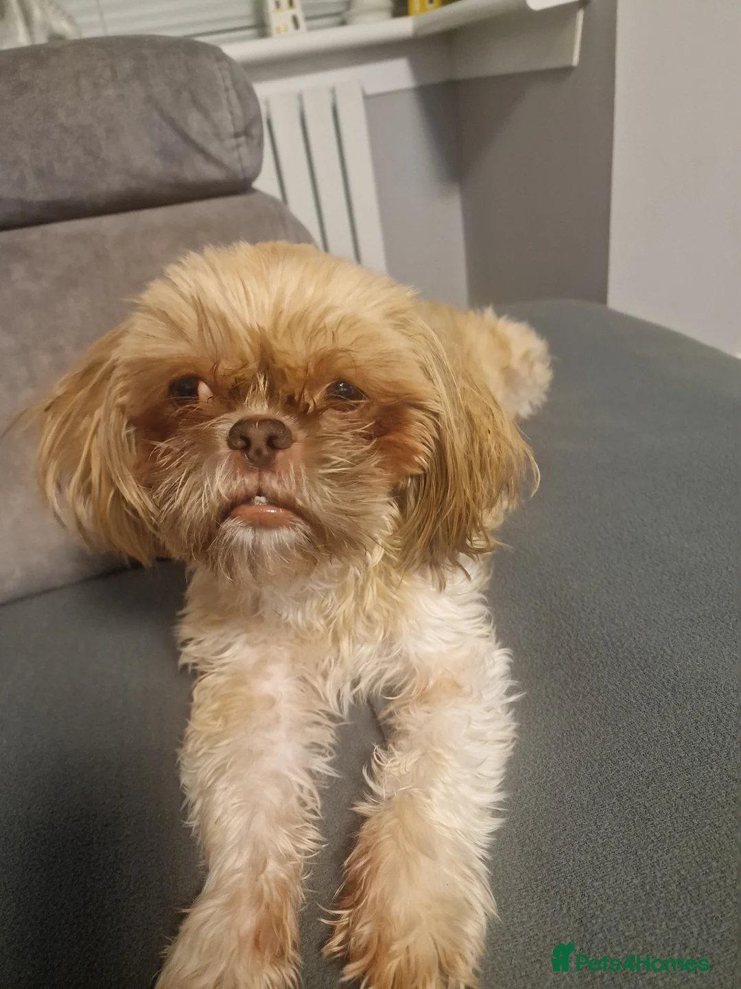 Shih Tzu dogs for sale: Shih tzu puppys  - Advert 2