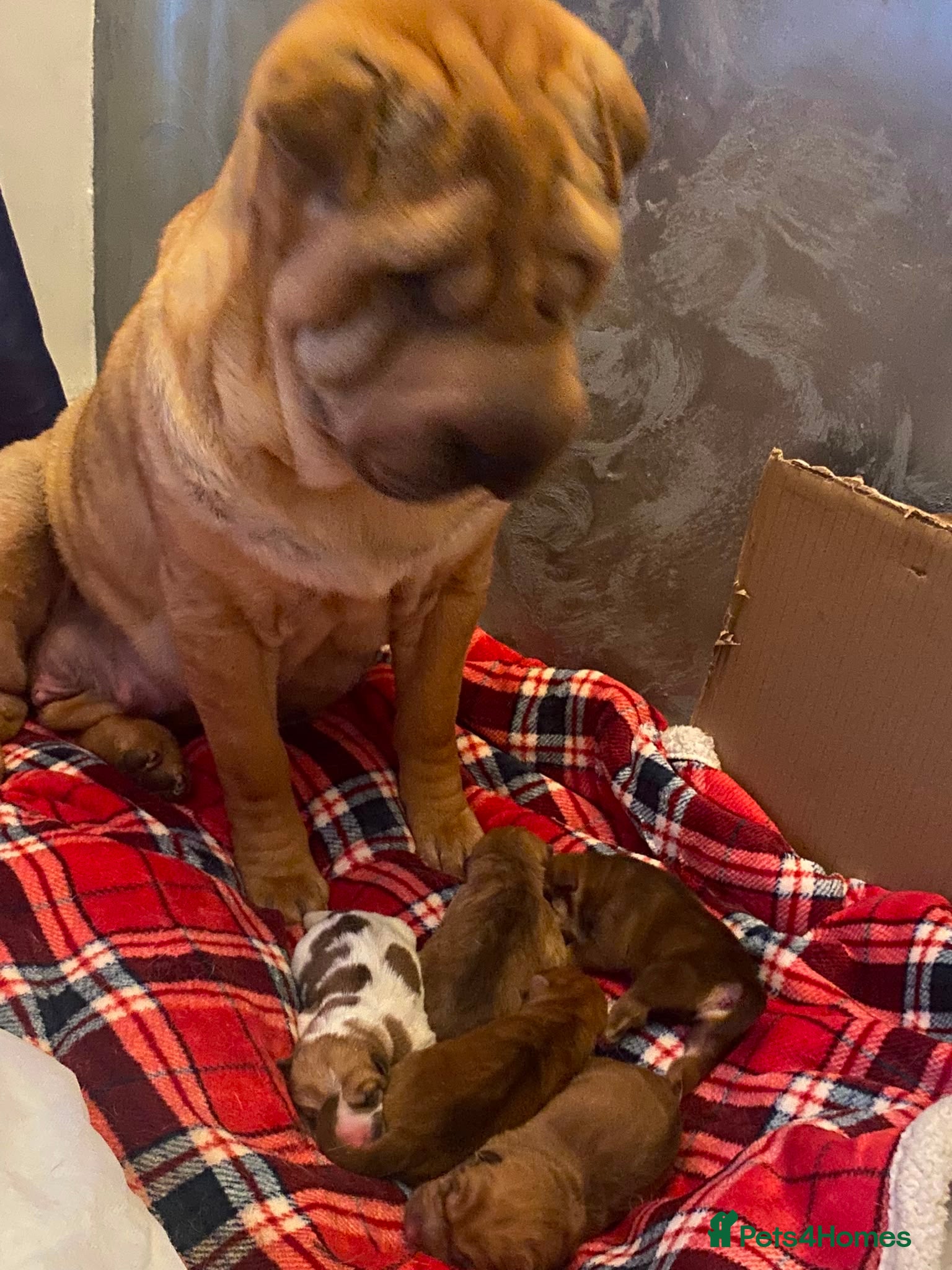 Shar Pei dogs Beautiful KC Registered Shar Pei Puppies - Advert 1