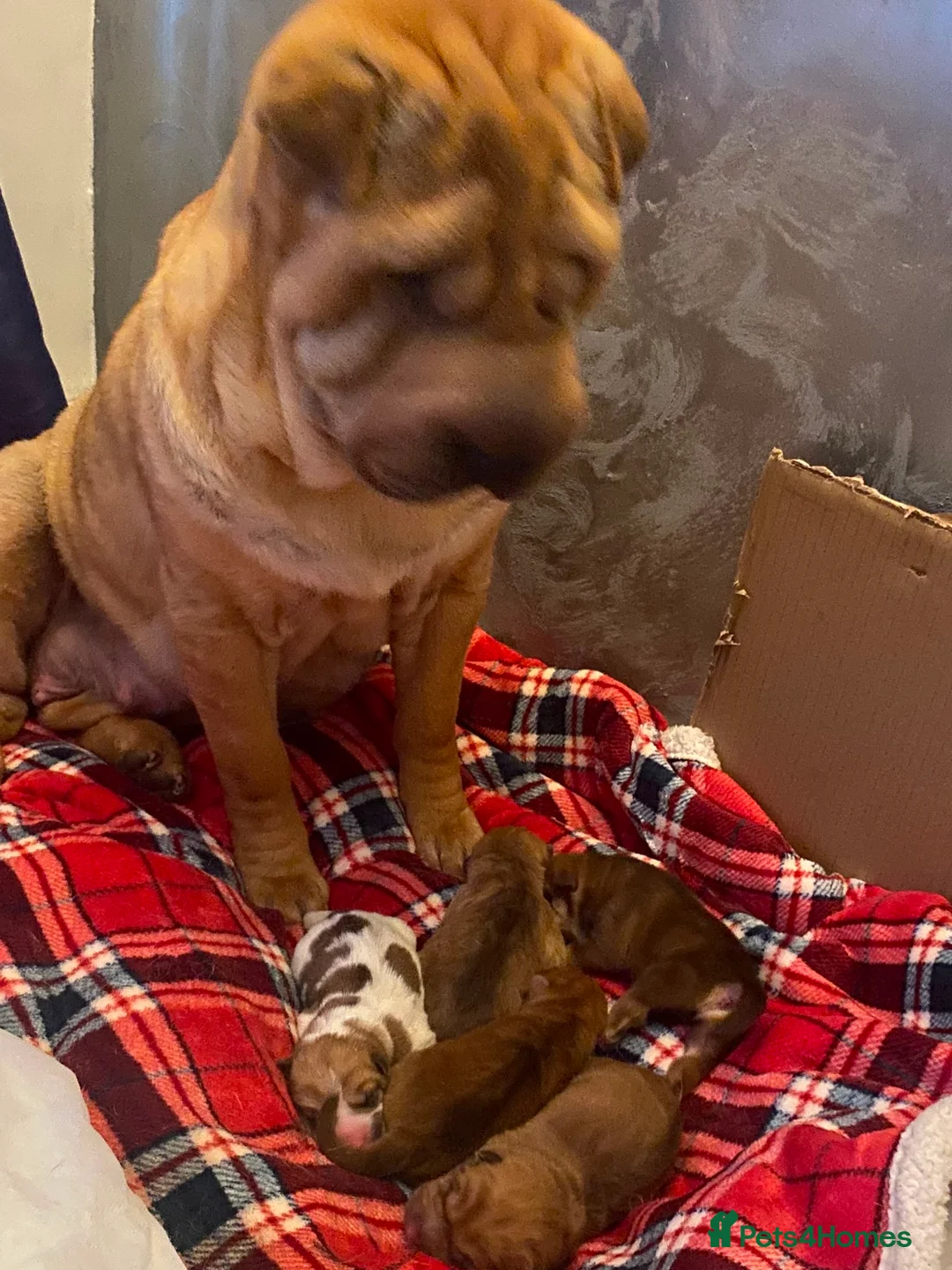 Shar Pei dogs for sale: Beautiful KC Registered Shar Pei Puppies in Cramlington - Advert 1