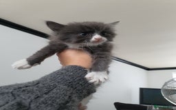 British Shorthair cats for sale: 3 beautiful kittens wanting their forever home 🏡  - Image 5