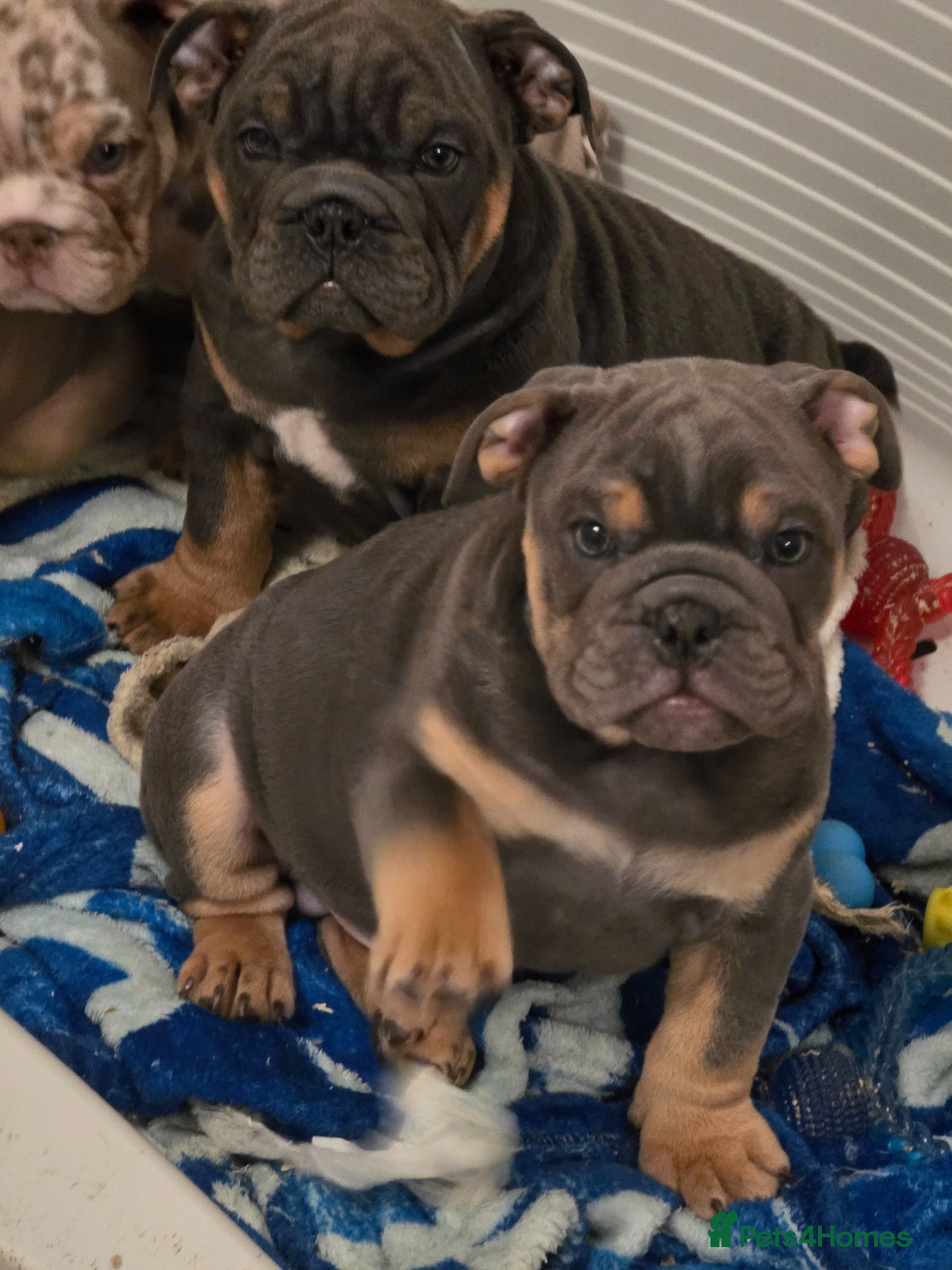 English Bulldog dogs British bulldog pups ready now  - Advert 11