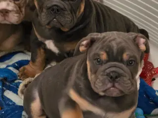 English Bulldog dogs British bulldog pups ready now - Advert 11