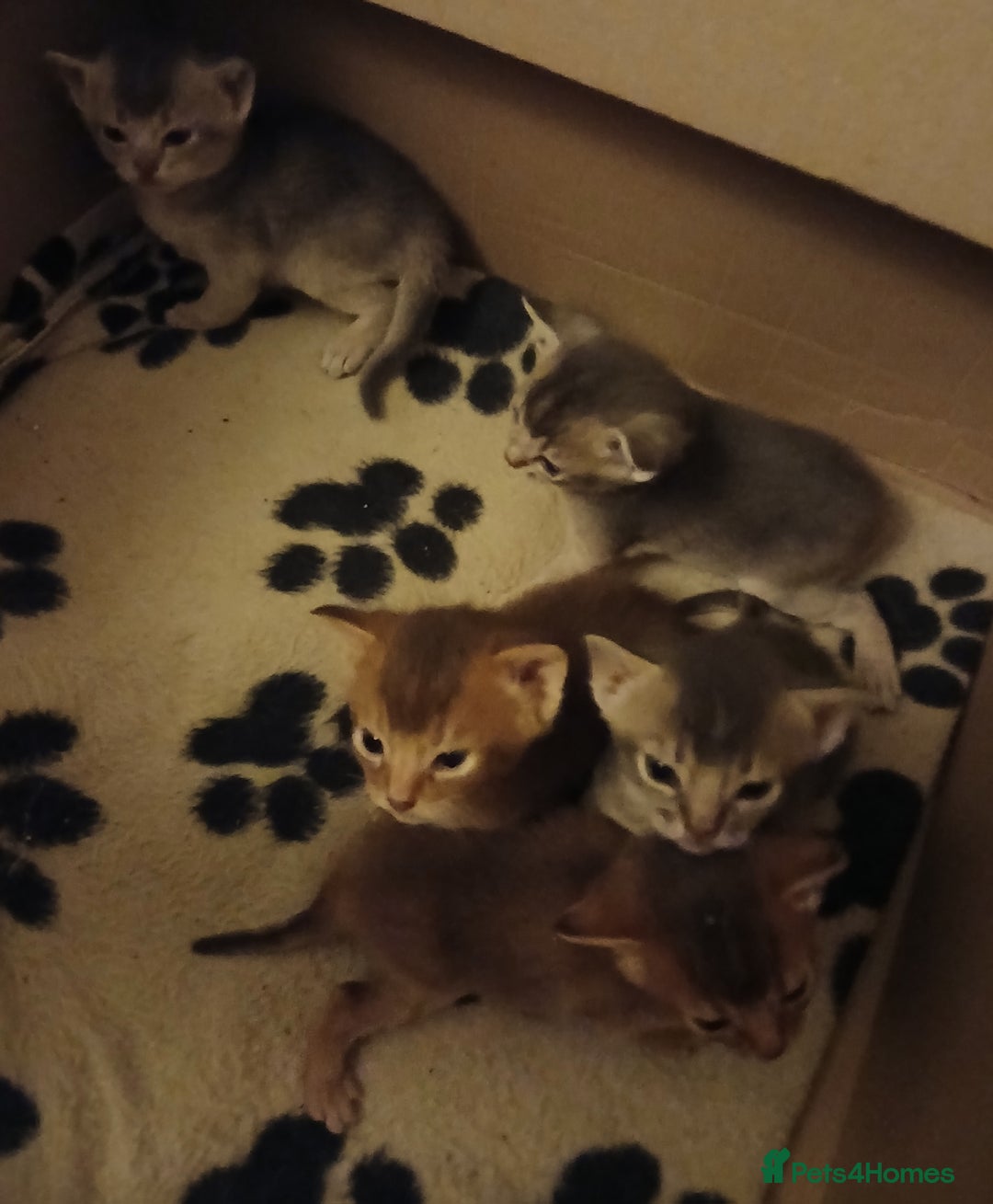 Abyssinian cats for sale: Super Aby kittens - Advert 2