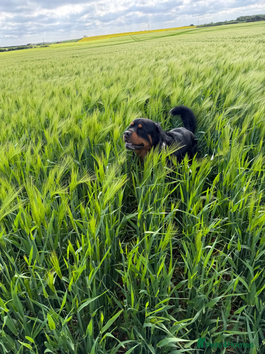Bernese Mountain Dog dogs for stud: Rottweiler 3/4 and 1/4 Bernese  - Advert 4