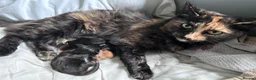Mixed Breed cats for sale: One black female kitten  - Advert 2