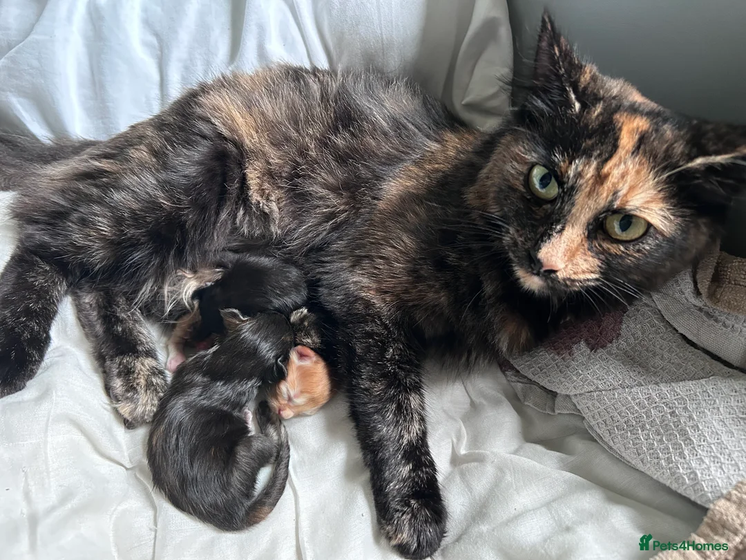 Mixed Breed cats for sale: One black female kitten  - Advert 2