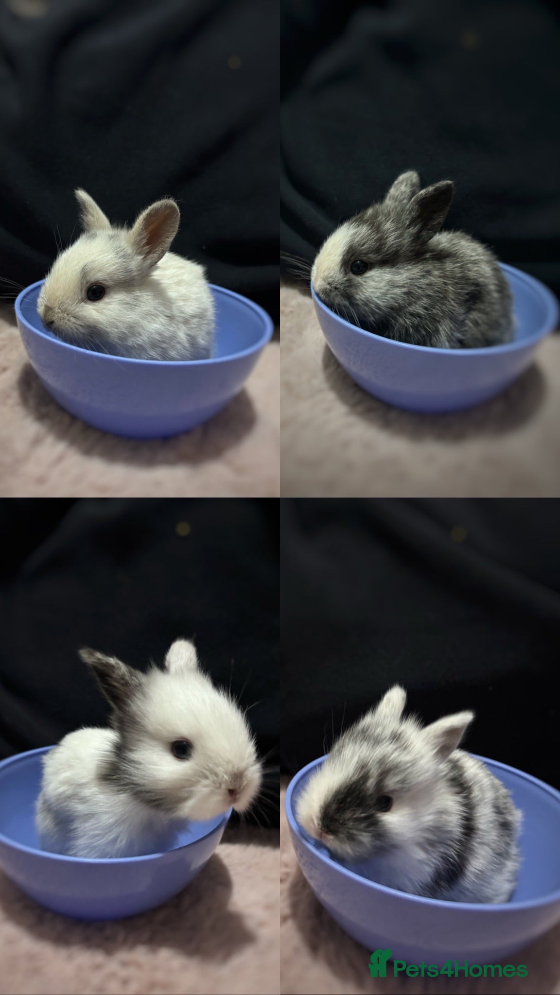 Lionhead rabbits Four Lionhead Babies - Advert 8