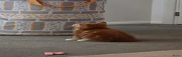 Domestic Shorthair cats for sale: Last ginger boy available - Advert 2