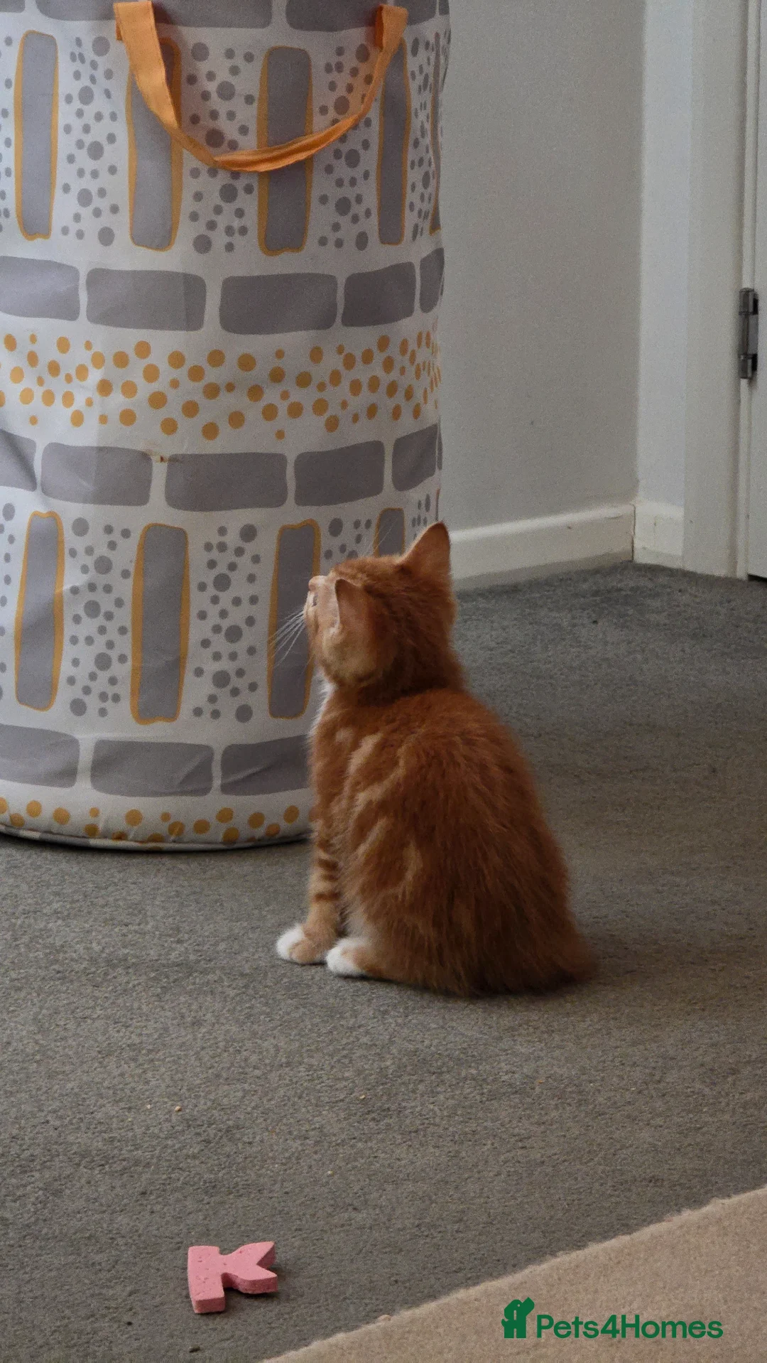Domestic Shorthair cats for sale: Last ginger boy available - Advert 2