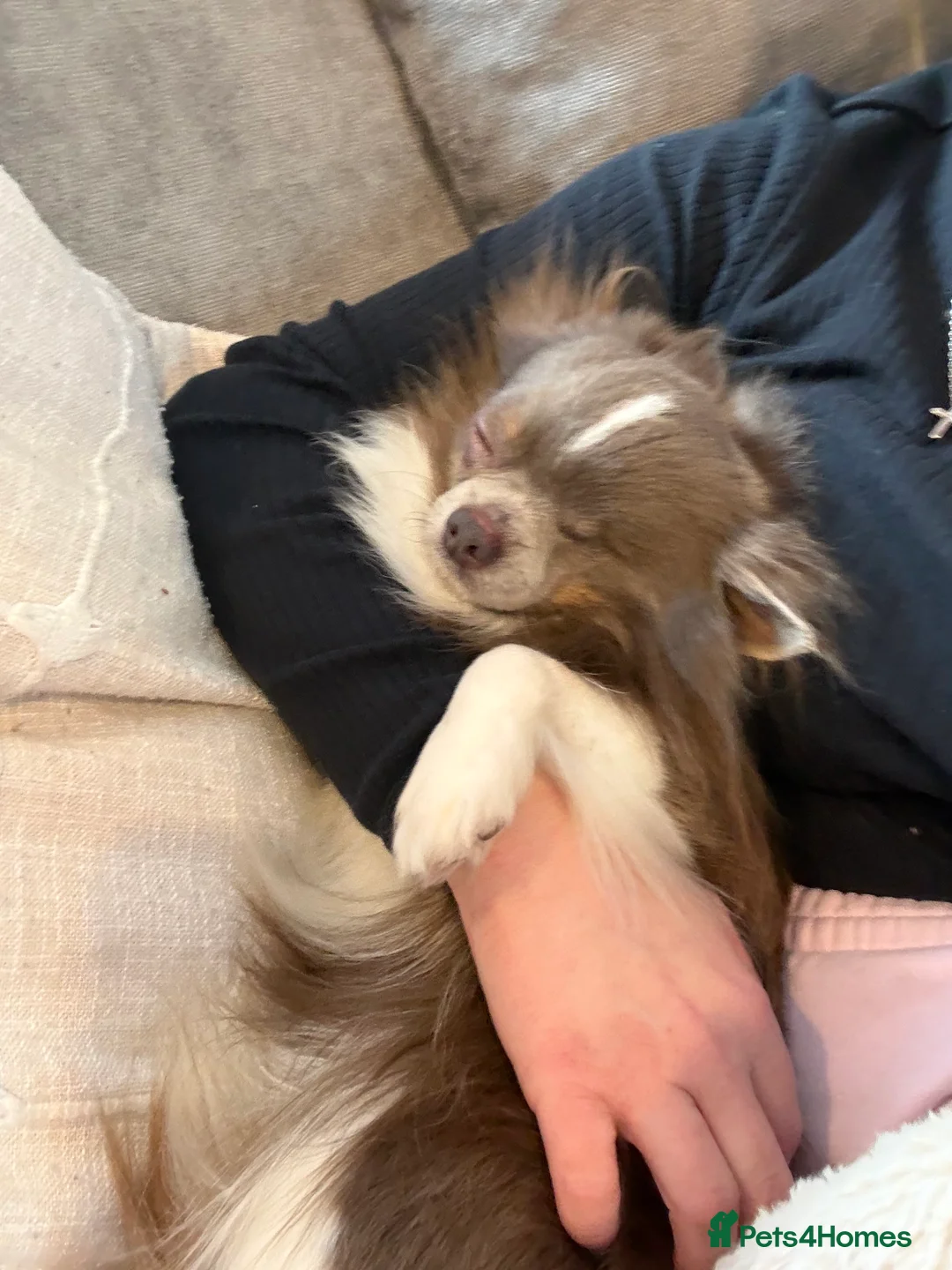 Chiweenie dogs for sale: Chiweenie puppies pending - Advert 3