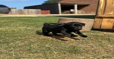 Labrador Retriever dogs - Advert 2