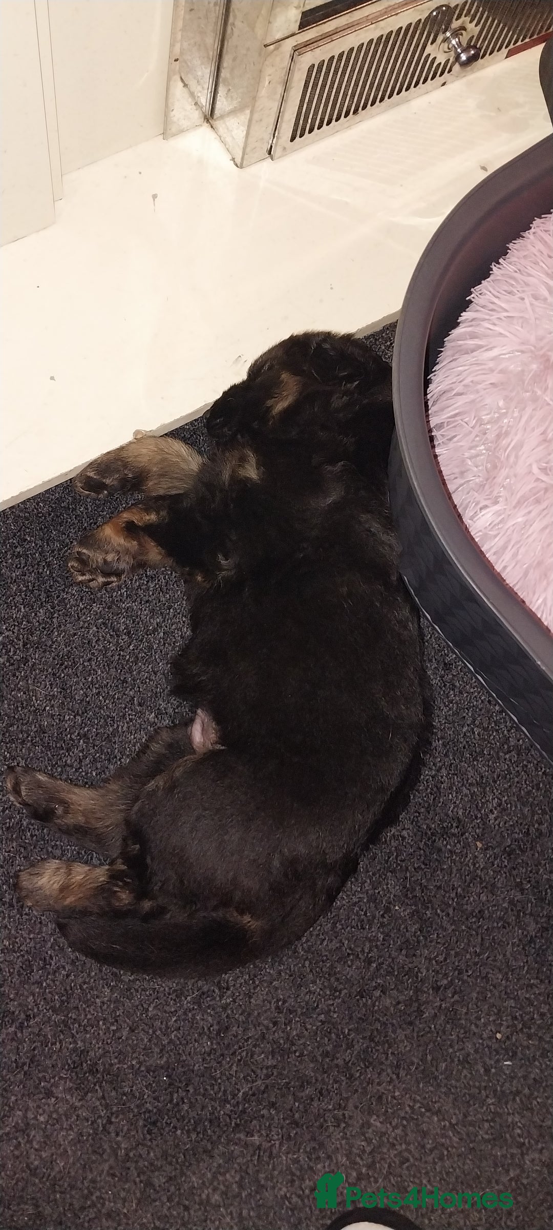 German Shepherd dogs for sale: 2 boy german shepherd puppy's  - Advert 15