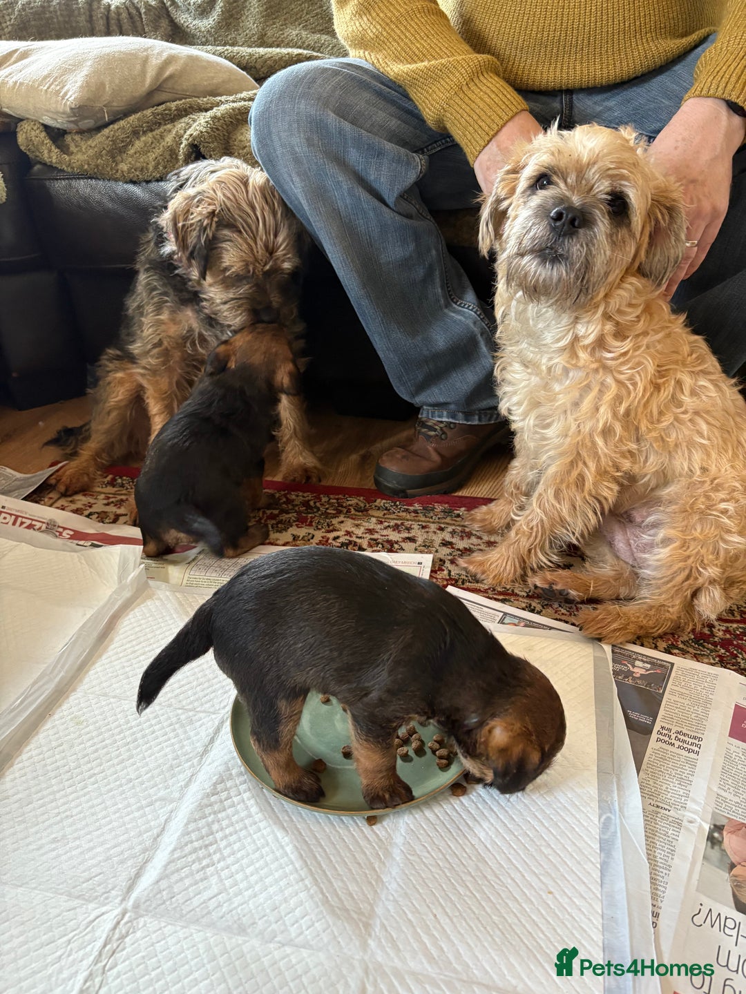 Border Terrier dogs for sale: Border terrier pups - Image 10