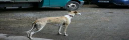Whippet dogs for sale: Beautiful KC Whippet Puppies - Advert 14