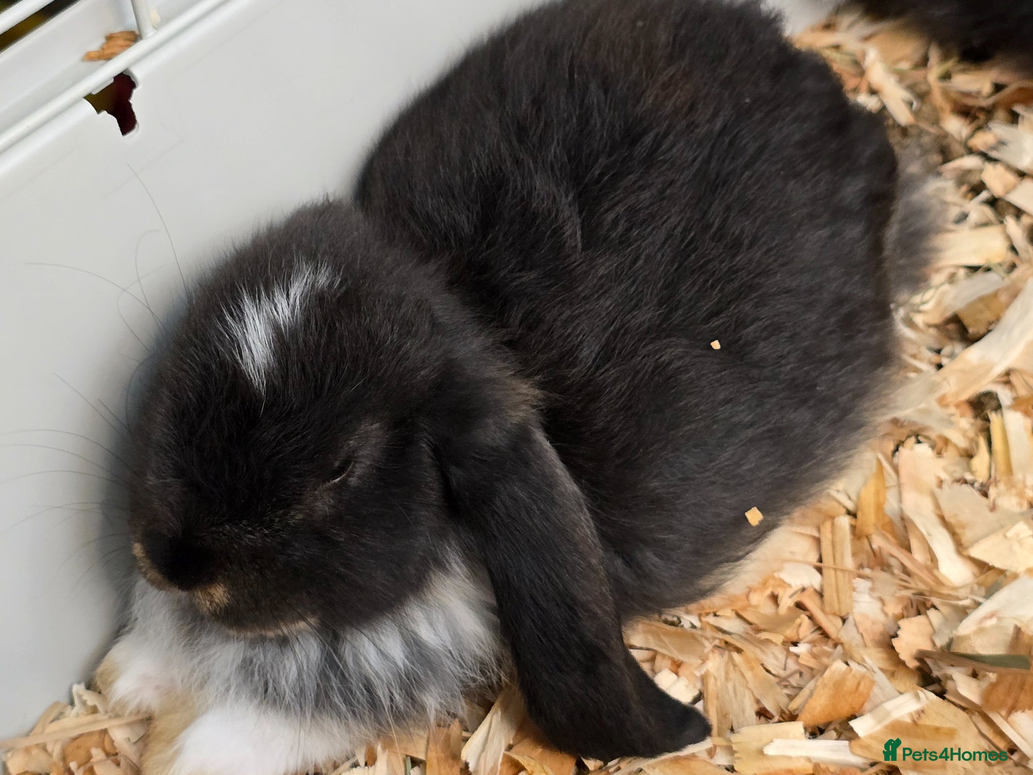 French Lop rabbits Pedigree french lop - Advert 2