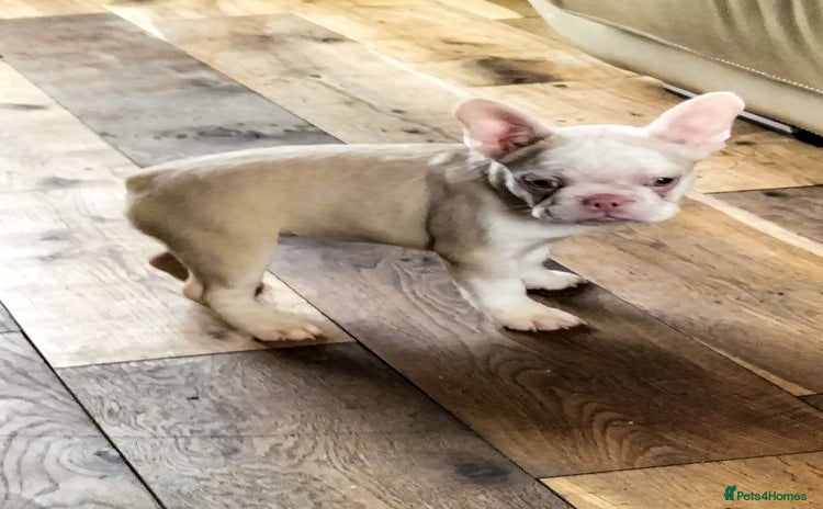 French Bulldog dogs - Advert 3