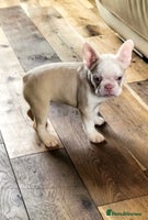 French Bulldog dogs - Advert 5