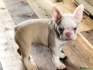 French Bulldog dogs - Advert 3