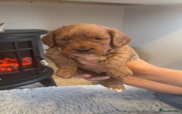 Cockapoo dogs for sale: Beautiful F1 Cockapoo puppies  - Image 5