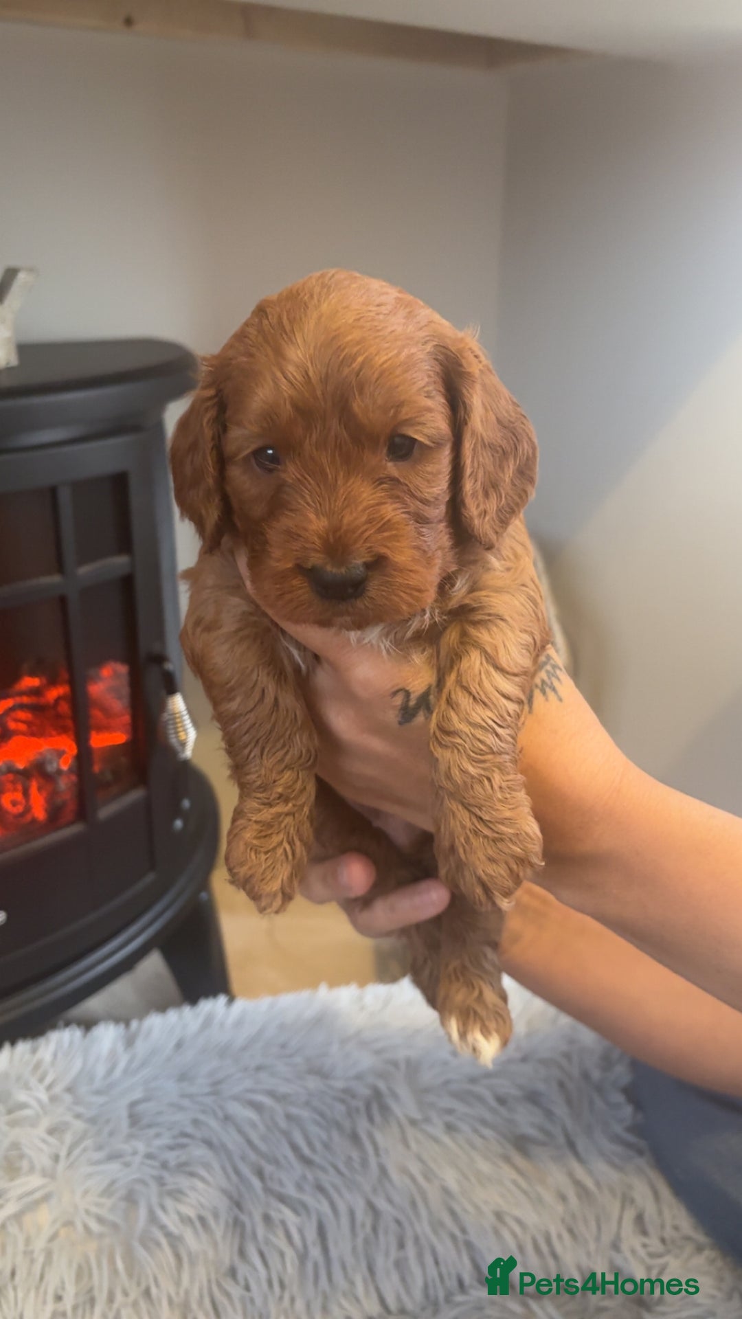 Cockapoo dogs for sale: Beautiful F1 Cockapoo puppies  - Image 5