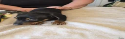 Dachshund dogs for sale: Dachshound  miniture puppies  - Advert 8