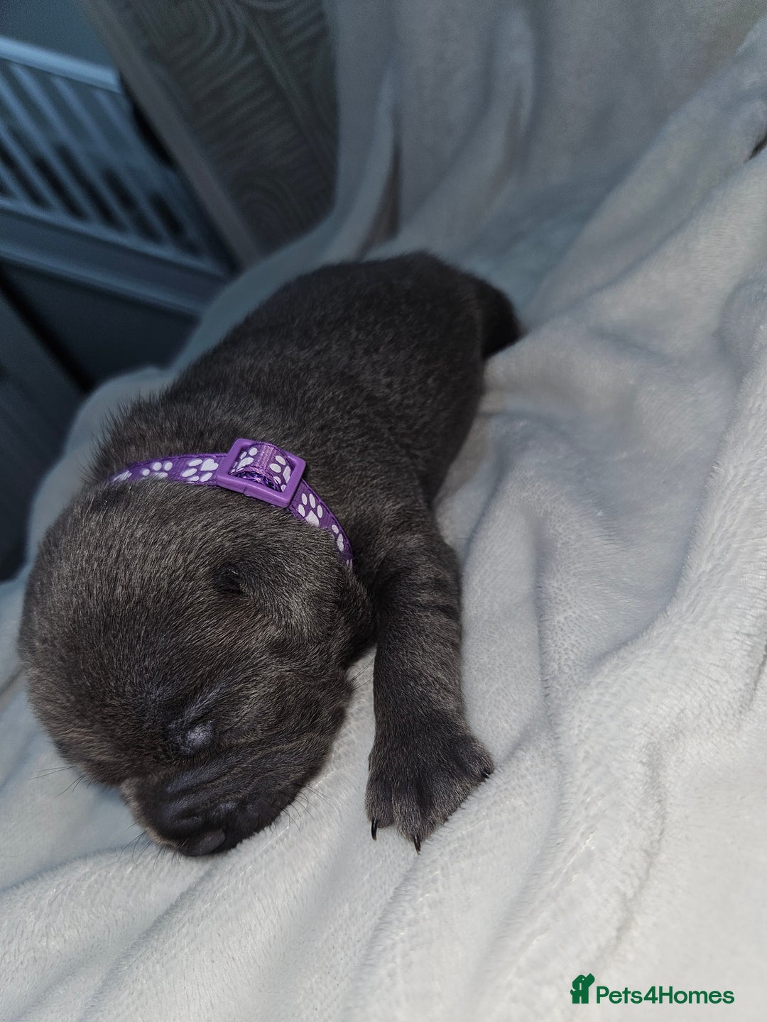 Staffordshire Bull Terrier dogs for sale: Beautiful chunky blues! - Advert 16