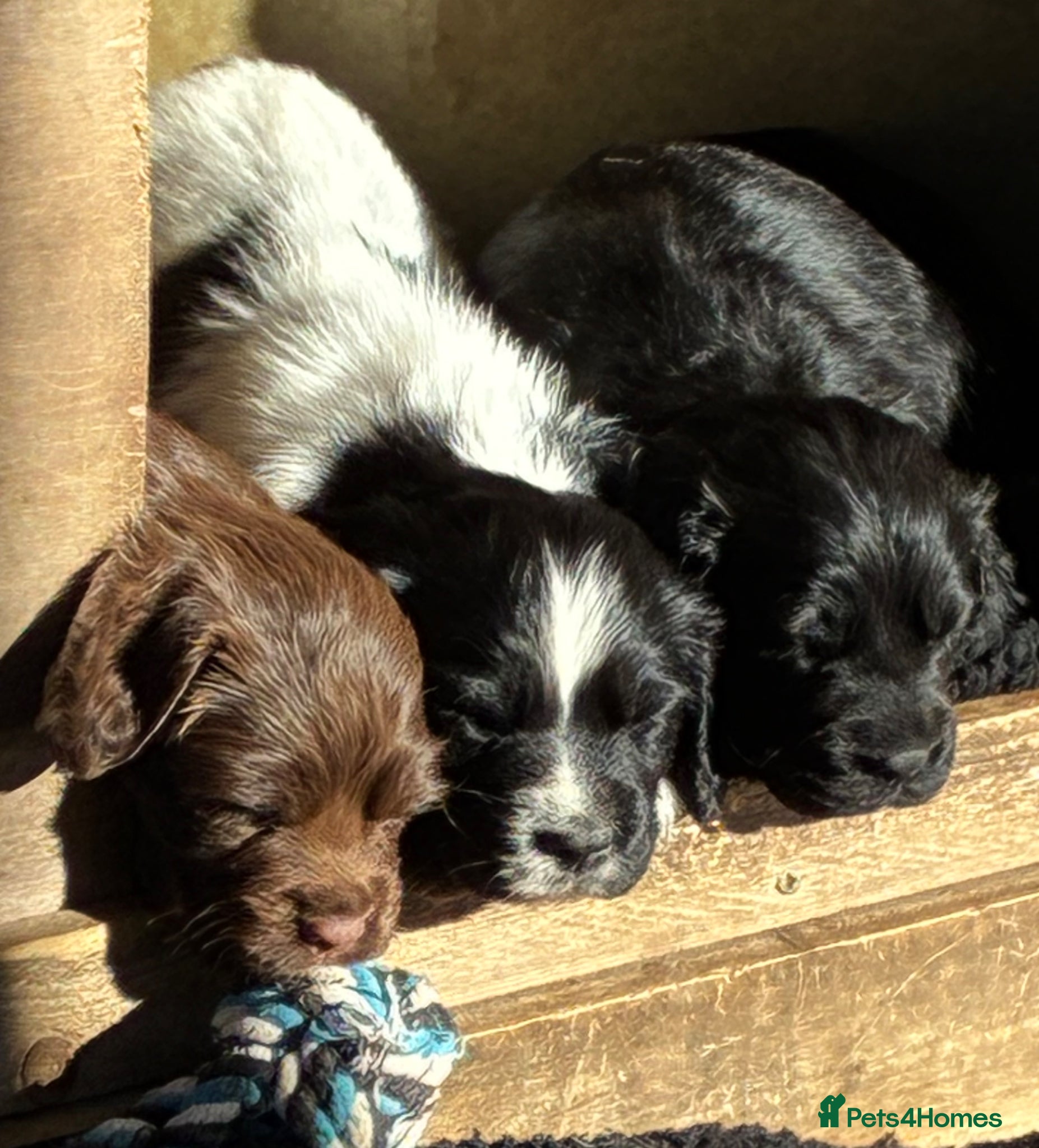 Sprocker dogs F1 Health Tested Sprocker Puppies - Advert 1