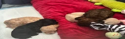 Mixed Breed dogs for sale: Shihpoo x Cockapoo little girl looking for 🏡 in Prenton - Advert 5
