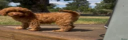 Cockapoo dogs for sale: Affectionate toy Cockapoo girls  - Advert 6