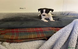 Whippet dogs for sale: Whippets  - Image 5