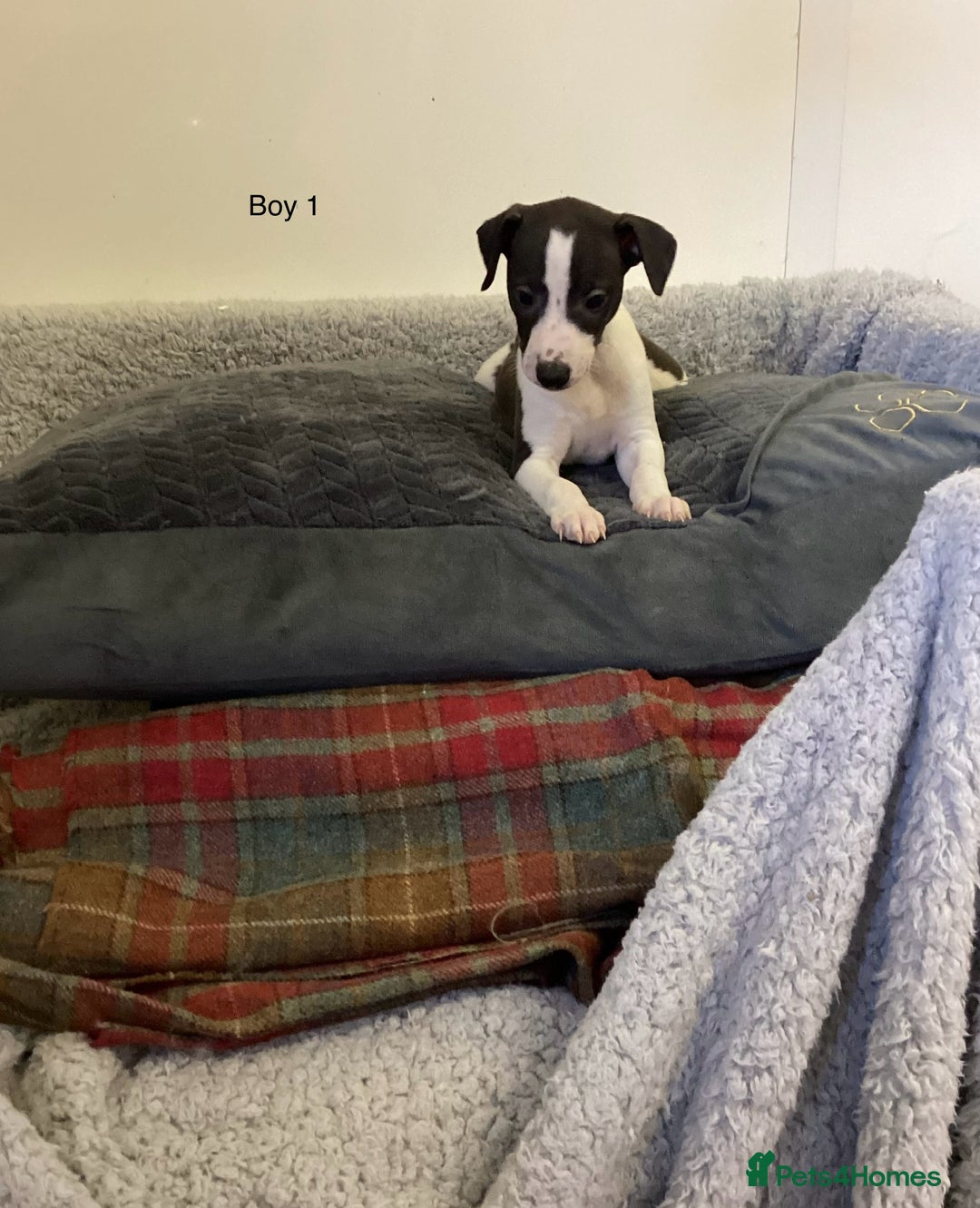 Whippet dogs for sale: Whippets  - Image 5