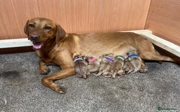 Goldador dogs for sale: Stunning Goldadors  - Image 4