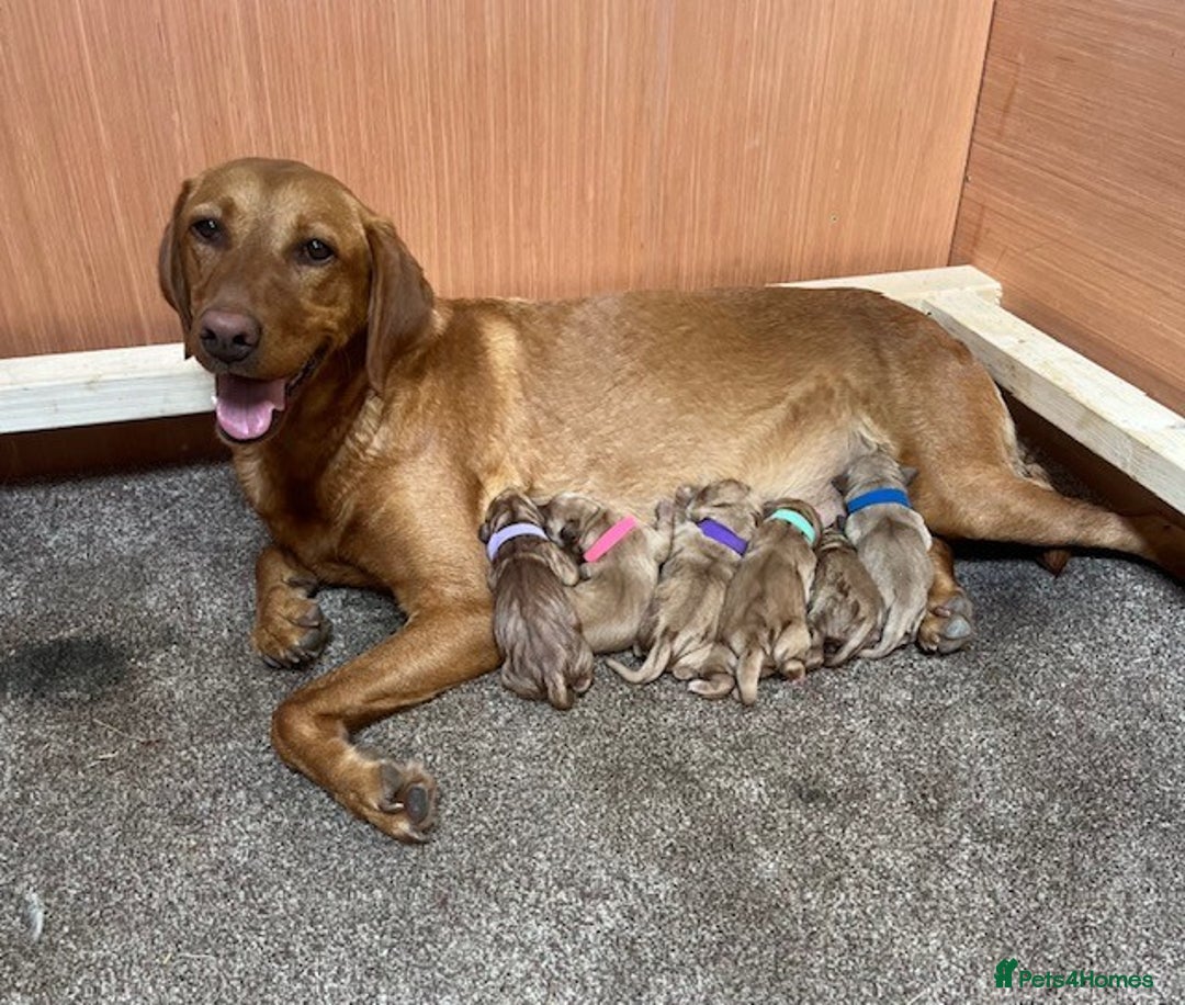 Goldador dogs for sale: Stunning Goldadors  - Image 4