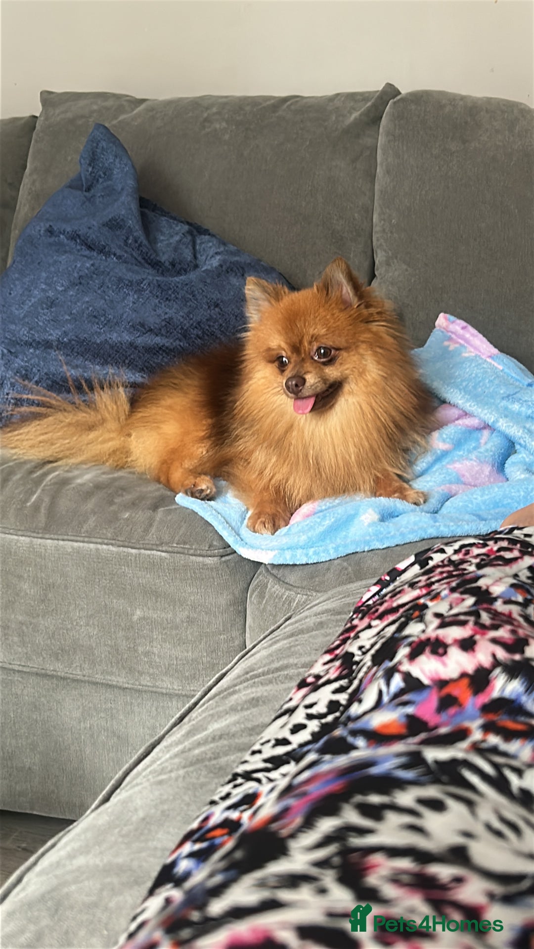 Pomeranian dogs for stud: Beautiful Pom  - Image 2