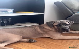Cane Corso dogs for sale: Male Cane Corso - Image 4