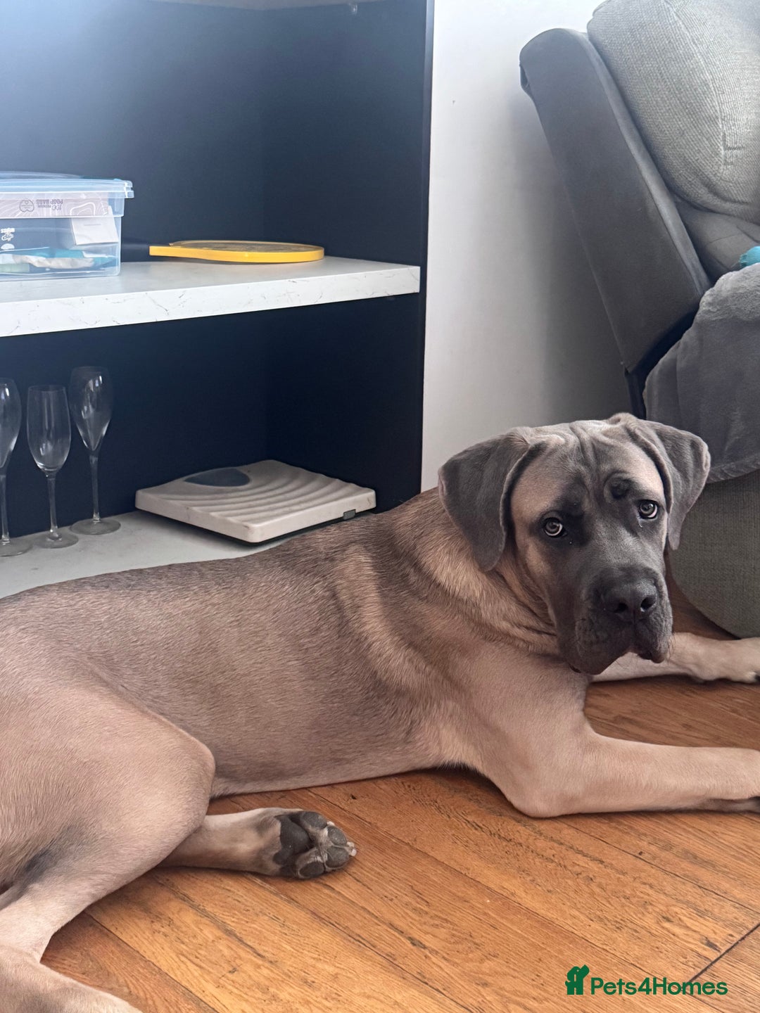 Cane Corso dogs for sale: Male Cane Corso - Image 4