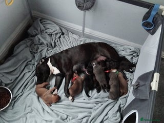 Staffordshire Bull Terrier dogs 2 week old staffy for sale - Advert 2