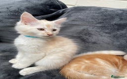 Maine Coon cats for sale: Maine Coon Cross Kittens 3 Girls , 2 Boys - Image 4