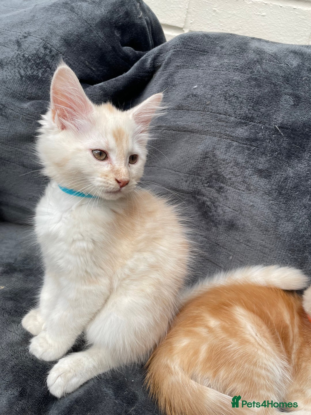 Maine Coon cats for sale: Maine Coon Cross Kittens 3 Girls , 2 Boys - Image 4