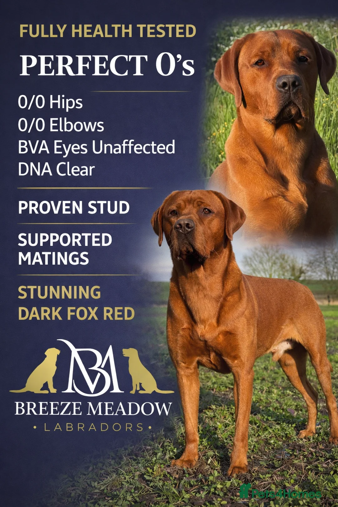 Labrador Retriever dogs for stud: Perfect 0/0 Hips & Elbows Dark Fox Red Labrador ⭐️ - Advert 2
