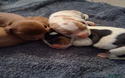 Cavalier King Charles Spaniel dogs for sale: 4 beautiful chunky puppies. 4 days old - Image 1