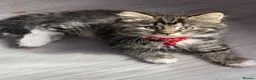 Ragcoon cats for sale: RAGCOONS ragdoll mainecoons  - Advert 28