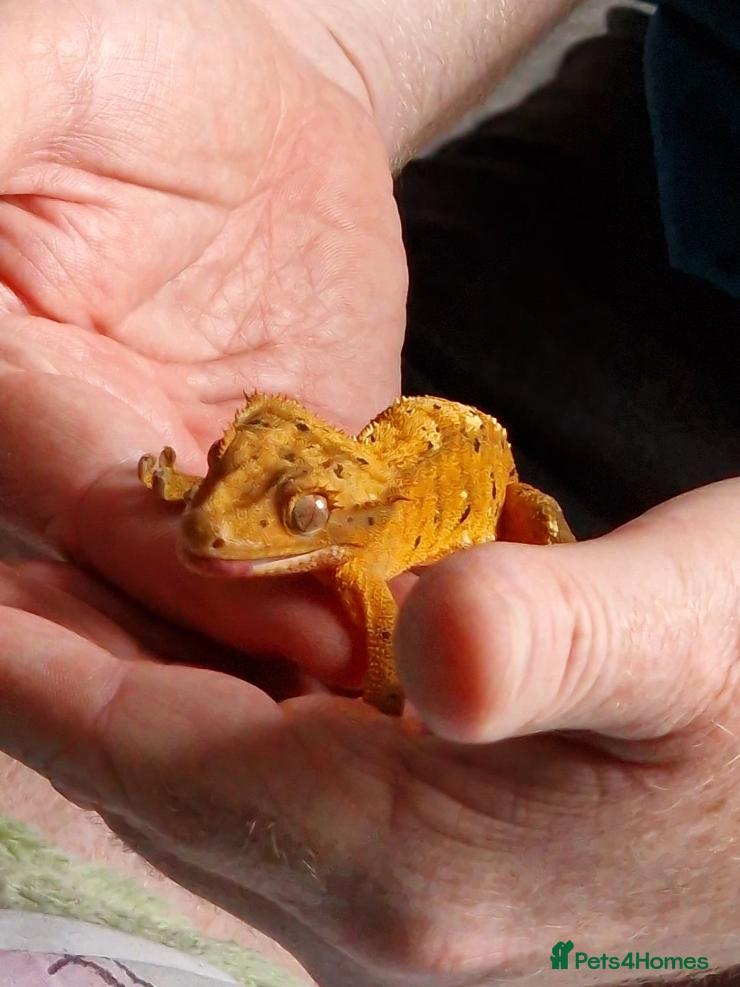 Gecko reptiles for sale: 2 x Male Crested Geckos  - Image 9