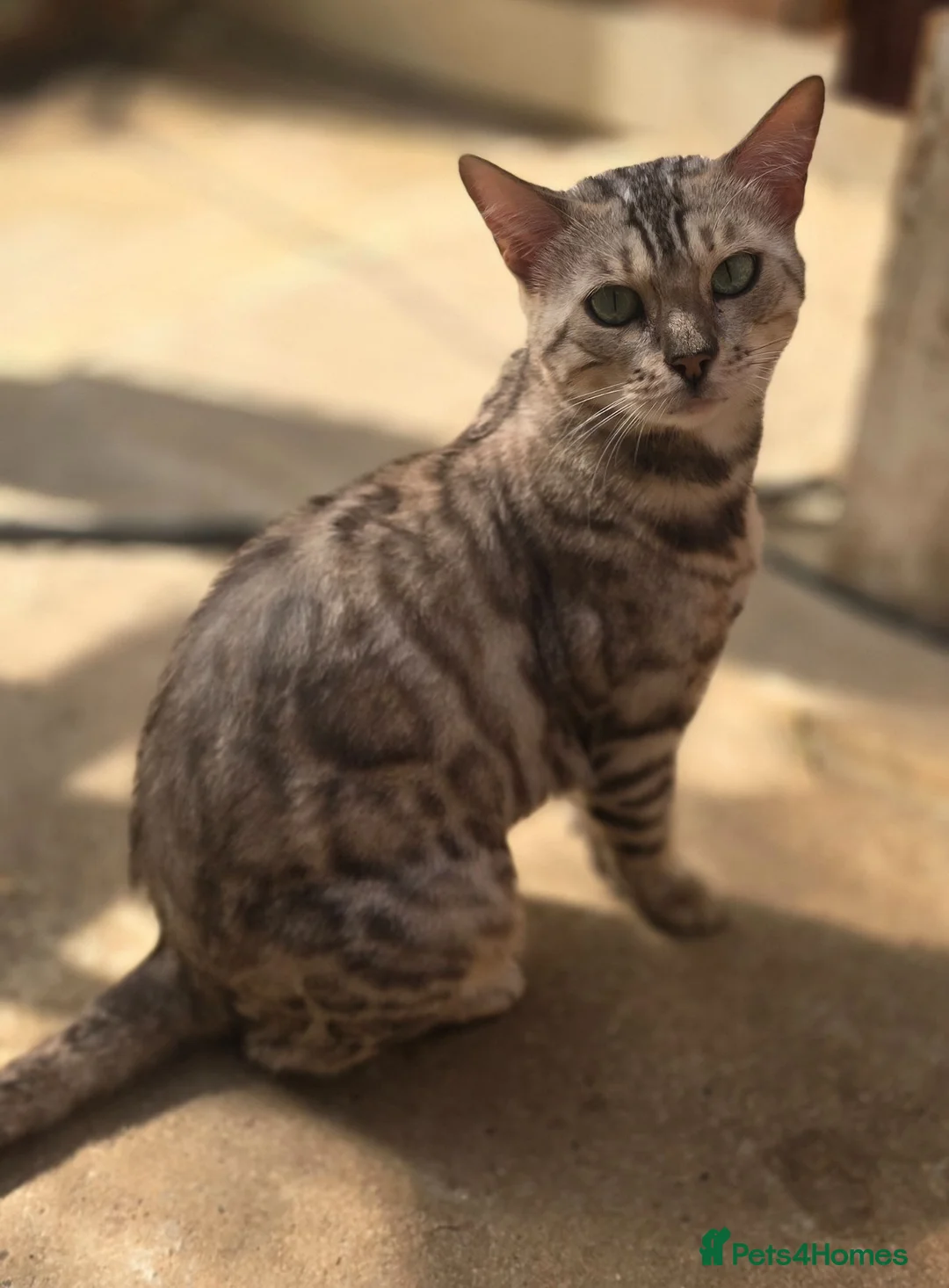 Bengal cats for sale: Tica registered Silver Bengal girl - Advert 2