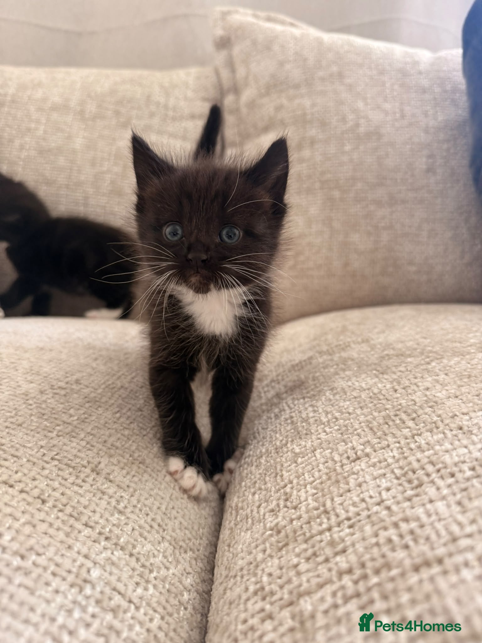 Mixed Breed cats 2 lovely little black and white, mixed breed - Advert 2