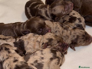 Cockapoo dogs stunning merle cockapoo pups, ready 4th February - Advert 16