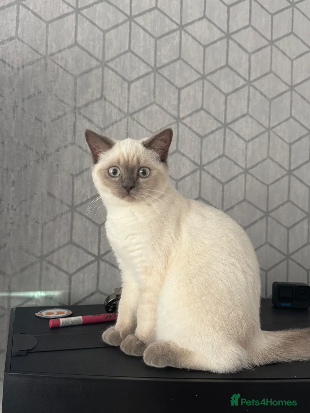 British Shorthair cats for sale: British Shorthair Silver shaded  - Advert 2
