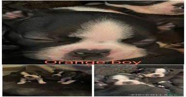 Boston Terrier dogs - Advert 2