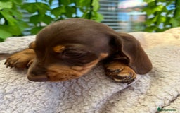 Dachshund dogs for sale: Miniature Dachshund Puppies  in Hull - Image 16